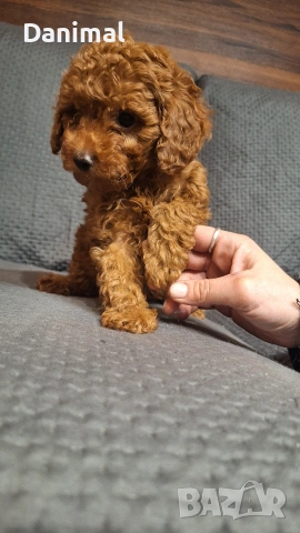 пуделчета той/ момче и момиче/toy poodle, снимка 13 - Пудели - 53581267