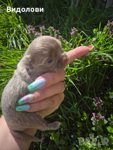 Дългокосместо мини чихуа мъжко , снимка 8 - Чихуахуа - 54295668