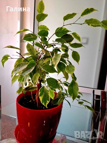 Бенджамин, снимка 2 - Стайни растения - 54205678