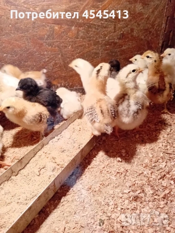 Кокошки ярки, уоман барун, бял легхорн и спербек пилета от селски кокошки, снимка 16 - Кокошки и пуйки - 52341582