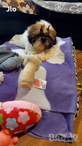 Прекрастно Шитцу , снимка 5 - Ши Тцу - 52874443