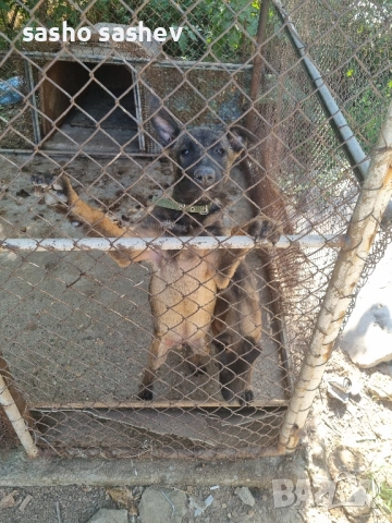 Продавам белгийски овчарки мъжко и женско , снимка 1