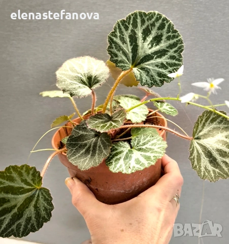 Саксифрага, студоустойчива 