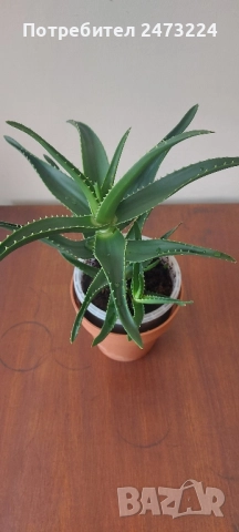 Алоета различни големини , снимка 2 - Стайни растения - 51935522