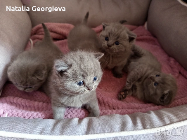 Британски котенца