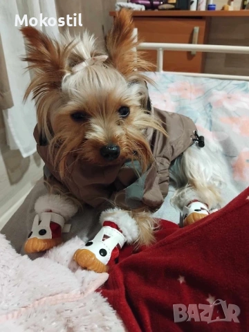 Фифи  мини Йоркши териер , снимка 2 - Йоркширски териер - 53541506