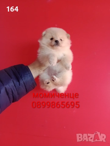 Мъжки и женски Померани. Реални снимки от 12.01.26 г. Померан., снимка 10 - Померан - 52932932