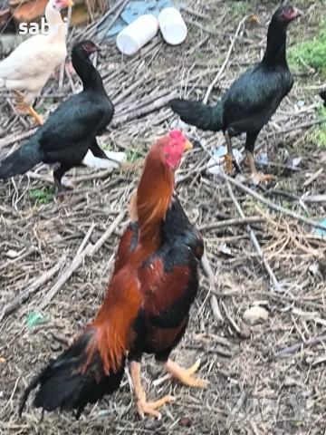 Петли и кокошки от бойната порода хинт хорозу 