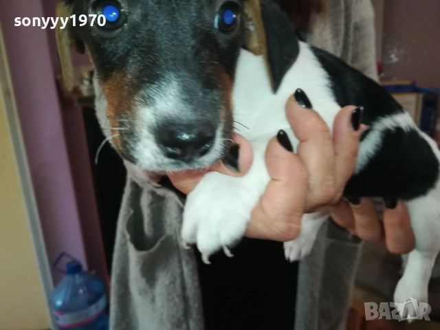СЛАДКО ПАЛЕ ДЖАК РЪСЕЛ 250ЛВ ЗА БР 0210250814, снимка 10 - Джак ръсел териер - 51915549