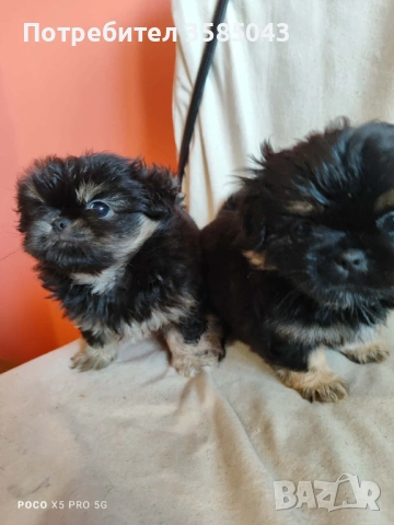 Кученца Пикинезчета, снимка 2 - Пекинез - 53681541