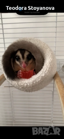 Захарна катерица