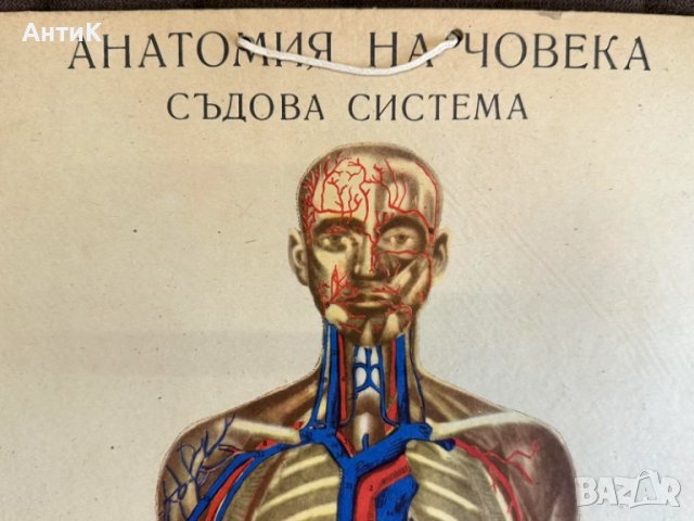 Соц Анатомични Медицински Плакати, снимка 9 - Антикварни и старинни предмети - 51384957