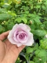 Катерливи рози 6 цвята , снимка 6