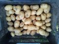 Пресни картофи сорт лугано област Добрич.Големи количества.Тел.0895604838, снимка 1
