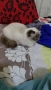 Продавам Регдол котенца ( Regdoll ), снимка 5