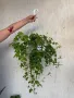 Сакъзче (висящото мушкато)/Pelargonium peltatum, снимка 2