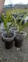 продавам палма трахикарпус студоустойчива 3,50 за бр и семена пресни , снимка 1 - Разсади - 41623948