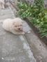Продавам бяло кученцеЧау Чау