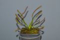 Капска росянка/дрозера (Drosera capensis) - насекомоядно (хищно) растение, снимка 1 - Стайни растения - 45373491