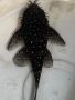  Brilliant Bristlenose Pleco L107 /  Анцитрус Л107, снимка 2