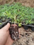 Продавам готов разсад домати краставици и др. , снимка 2
