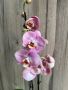 Орхидея фаленопсис, снимка 7