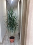 Красива палма Драцена Маргината, Хлорофитум, снимка 5