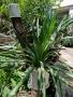 Палма Юка-студоустойчива-60-70см. , снимка 2