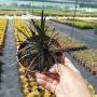 Черен Офиопогон, Ophiopogon black, студоустойчив!!, снимка 13