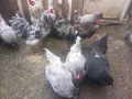 Предлагам разплодни яйца от Амераукана, снимка 5