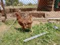Кокошки-ЛоманБраунд, снимка 10