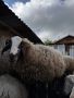 Продавам Дебели ялови овце, снимка 1 - Овце - 45901579