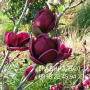 Магнолия - Magnolia Genie, снимка 1 - Разсади - 45012991