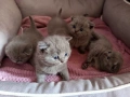Британски котенца, снимка 1