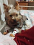 Фифи  мини Йоркши териер , снимка 2