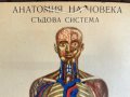 Соц Анатомични Медицински Плакати, снимка 9
