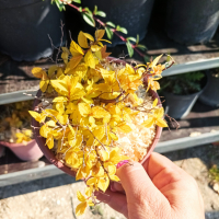 Японска спирея Голден принцес,  Spiraea japonica Golden princess, снимка 11 - Градински цветя и растения - 40015502
