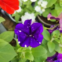 Петуния каскадна, снимка 8 - Градински цветя и растения - 45426921