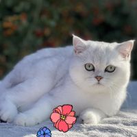 Котенца Мечта , снимка 6 - Чинчили - 45149957