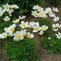 Анемоне бяло /3 бр., снимка 1 - Градински цветя и растения - 44986026