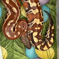 Продавам кървав питон мъжки, снимка 1 - Змии - 45603868