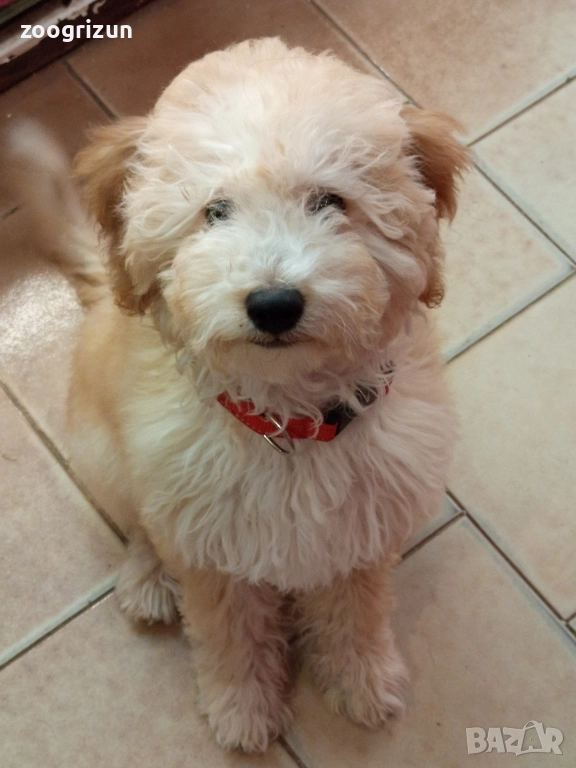 Малки кавапу пудели, снимка 1