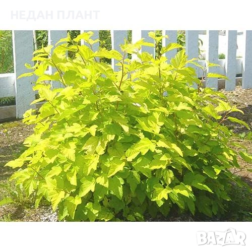 Физокарпус "Жълт и Червен", снимка 1