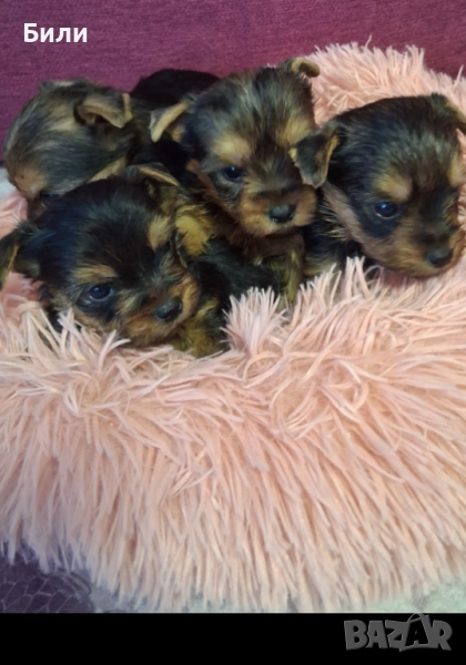 Мъжки йоркита , снимка 1