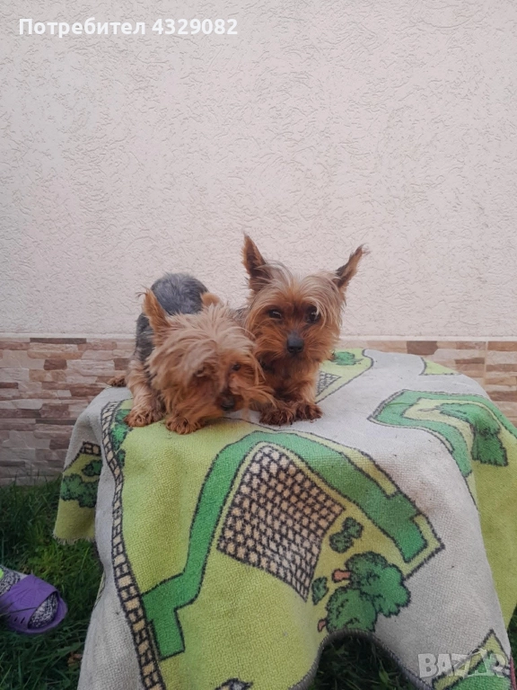 Продавам мини йоркита , снимка 1