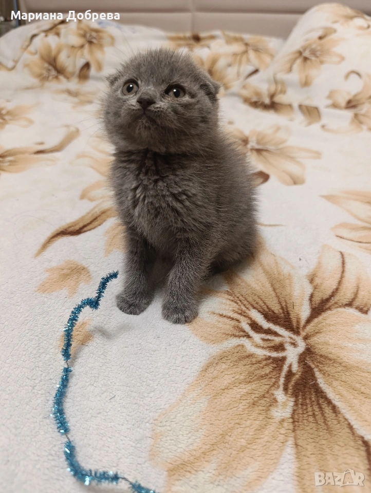 Шотландско клепоухо коте , снимка 1