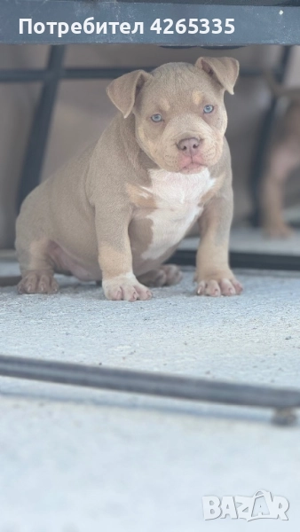 Американско були покет. 4 свободни женски, снимка 1