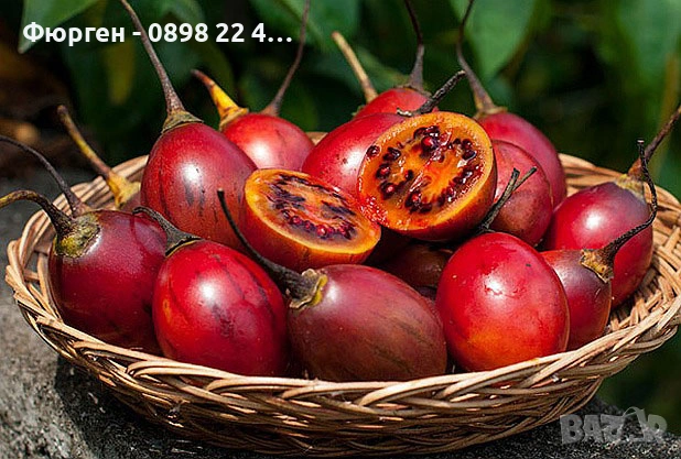 Томарило (Доматено дърво), снимка 1