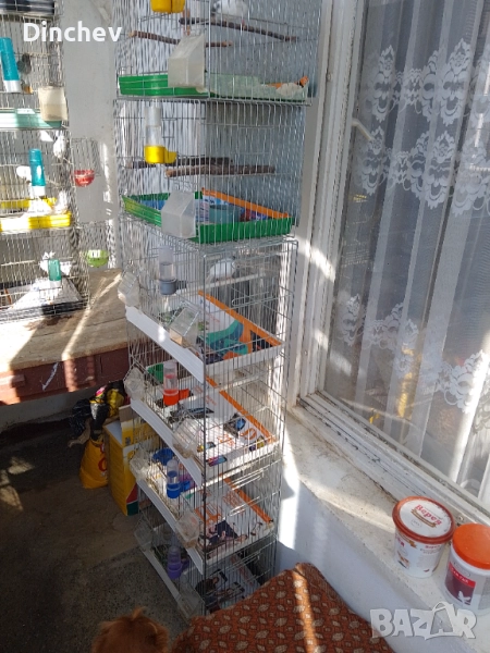 Канарчета Орфей, снимка 1