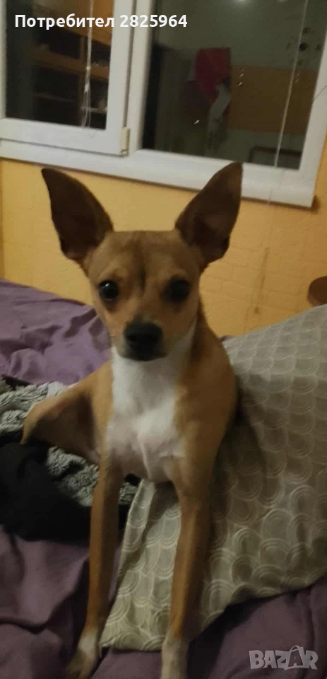 Сърнист пинчер на 1г. - мъжки, кастриран, снимка 1